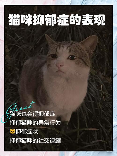 猫咪会得抑郁症吗,猫咪会患抑郁症吗-第1张图片-后鲨宠物 猫咪会得抑郁症吗,猫咪会患抑郁症吗-第1张图片-后鲨宠物
