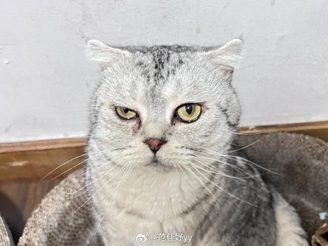  猫咪能吃板栗么，猫能吃板栗不-第5张图片-后鲨宠物