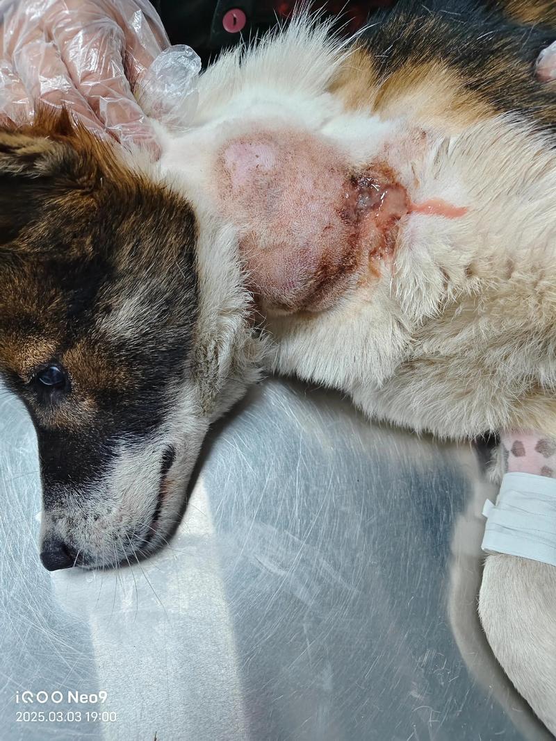狗狗脖子烂了怎么办,狗脖子腐烂了应该怎么办?-第3张图片-后鲨宠物 狗狗脖子烂了怎么办,狗脖子腐烂了应该怎么办?-第3张图片-后鲨宠物