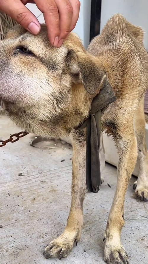 狗狗脖子烂了怎么办,狗脖子腐烂了应该怎么办?-第4张图片-后鲨宠物 狗狗脖子烂了怎么办,狗脖子腐烂了应该怎么办?-第4张图片-后鲨宠物