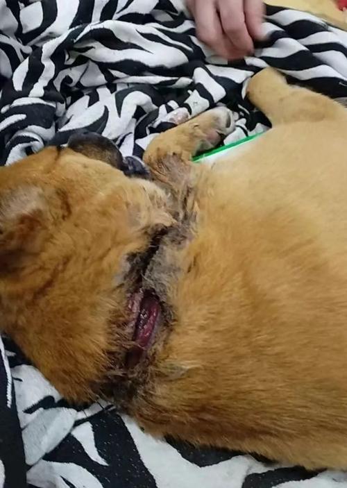 狗狗脖子烂了怎么办,狗脖子腐烂了应该怎么办?-第5张图片-后鲨宠物 狗狗脖子烂了怎么办,狗脖子腐烂了应该怎么办?-第5张图片-后鲨宠物