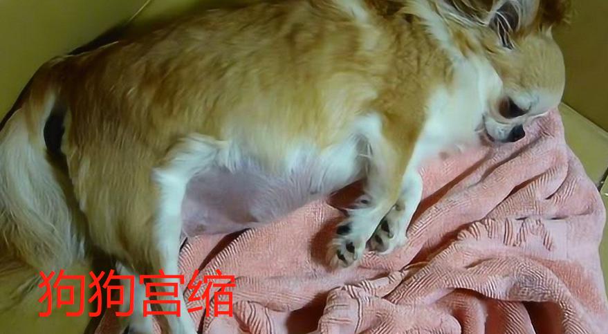 狗狗宫缩是什么样子的,狗狗宫缩频率多少是要生了?-第2张图片-后鲨宠物 狗狗宫缩是什么样子的,狗狗宫缩频率多少是要生了?-第2张图片-后鲨宠物