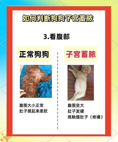 狗狗宫缩是什么样子的,狗狗宫缩频率多少是要生了?-第5张图片-后鲨宠物 狗狗宫缩是什么样子的,狗狗宫缩频率多少是要生了?-第5张图片-后鲨宠物