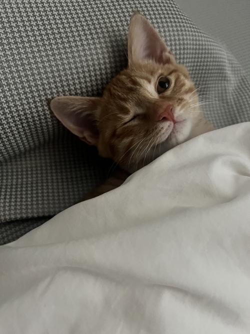 猫猫冬天怕冷吗_猫儿冬天怕冷吗-第1张图片-后鲨宠物 猫猫冬天怕冷吗_猫儿冬天怕冷吗-第1张图片-后鲨宠物