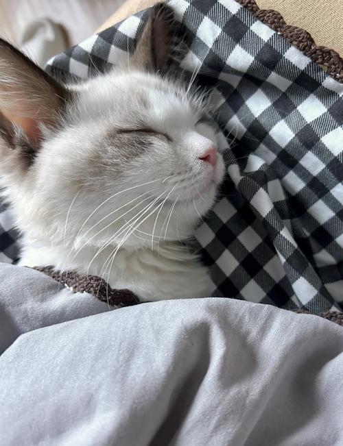 猫猫冬天怕冷吗_猫儿冬天怕冷吗-第2张图片-后鲨宠物 猫猫冬天怕冷吗_猫儿冬天怕冷吗-第2张图片-后鲨宠物