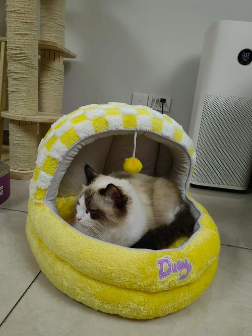 猫猫冬天怕冷吗_猫儿冬天怕冷吗-第5张图片-后鲨宠物 猫猫冬天怕冷吗_猫儿冬天怕冷吗-第5张图片-后鲨宠物