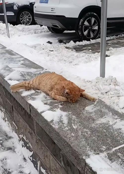 猫猫冬天怕冷吗_猫儿冬天怕冷吗-第6张图片-后鲨宠物 猫猫冬天怕冷吗_猫儿冬天怕冷吗-第6张图片-后鲨宠物