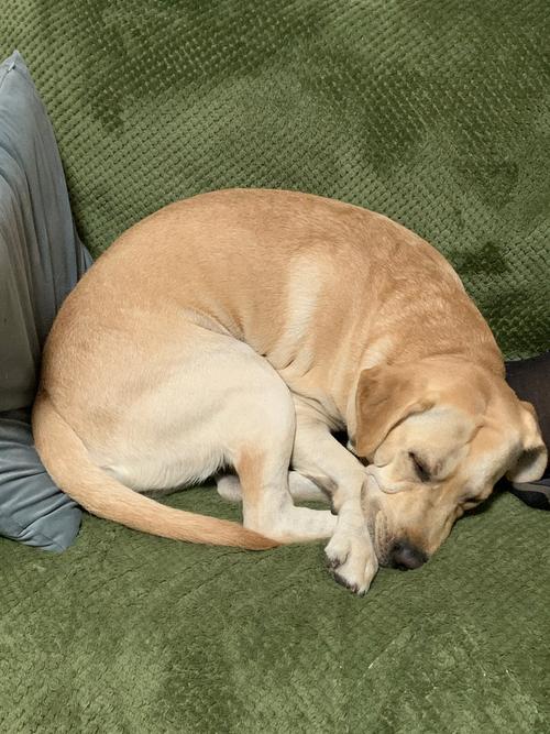 狗狗不舒服的表现有哪些,狗狗不舒服的表现有哪些图?-第4张图片-后鲨宠物 狗狗不舒服的表现有哪些,狗狗不舒服的表现有哪些图?-第4张图片-后鲨宠物