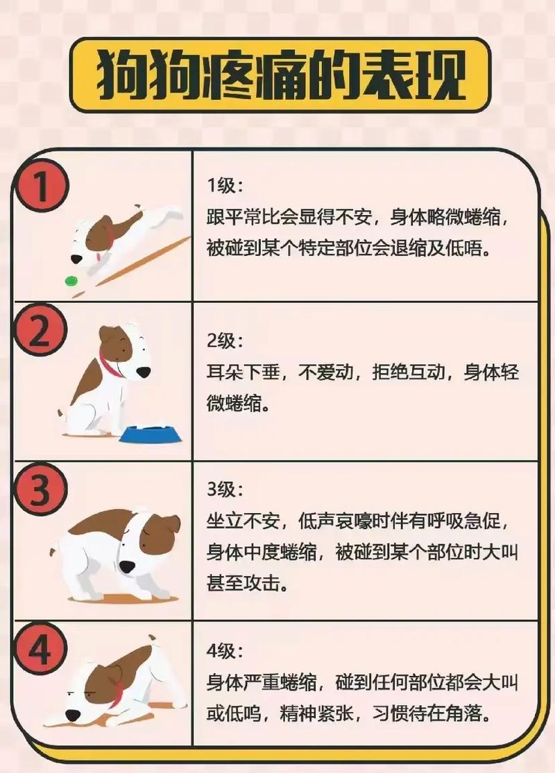 狗狗不舒服的表现有哪些,狗狗不舒服的表现有哪些图?-第6张图片-后鲨宠物 狗狗不舒服的表现有哪些,狗狗不舒服的表现有哪些图?-第6张图片-后鲨宠物