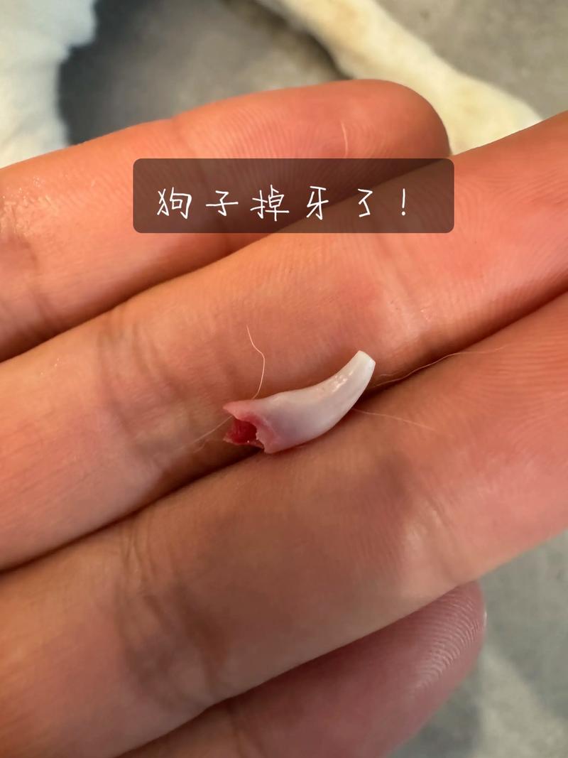 狗狗大牙什么时候换_狗狗大牙什么时候换牙-第1张图片-后鲨宠物 狗狗大牙什么时候换_狗狗大牙什么时候换牙-第1张图片-后鲨宠物