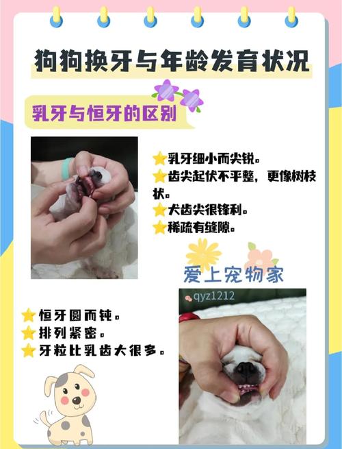 狗狗大牙什么时候换_狗狗大牙什么时候换牙-第2张图片-后鲨宠物 狗狗大牙什么时候换_狗狗大牙什么时候换牙-第2张图片-后鲨宠物