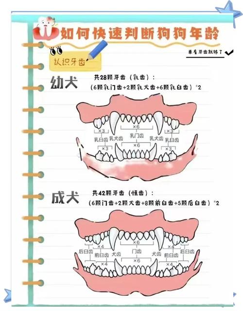 狗狗大牙什么时候换_狗狗大牙什么时候换牙-第3张图片-后鲨宠物 狗狗大牙什么时候换_狗狗大牙什么时候换牙-第3张图片-后鲨宠物