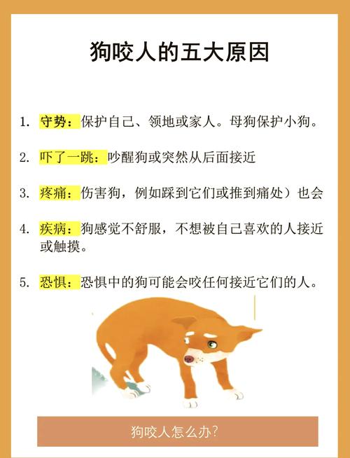 小狗狗咬人怎么办_小狗狗咬人怎么办视频-第3张图片-后鲨宠物 小狗狗咬人怎么办_小狗狗咬人怎么办视频-第3张图片-后鲨宠物