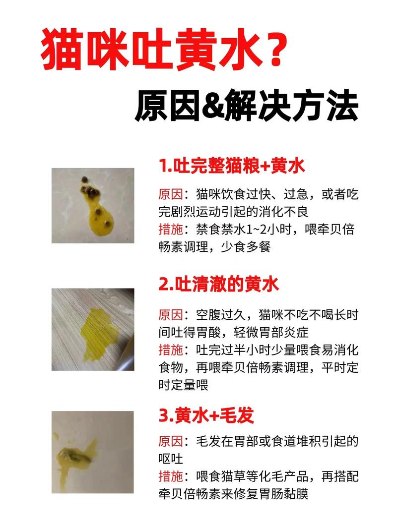 猫咪为什么会吐黄水,猫咪为什么会吐黄水的原因-第2张图片-后鲨宠物 猫咪为什么会吐黄水,猫咪为什么会吐黄水的原因-第2张图片-后鲨宠物