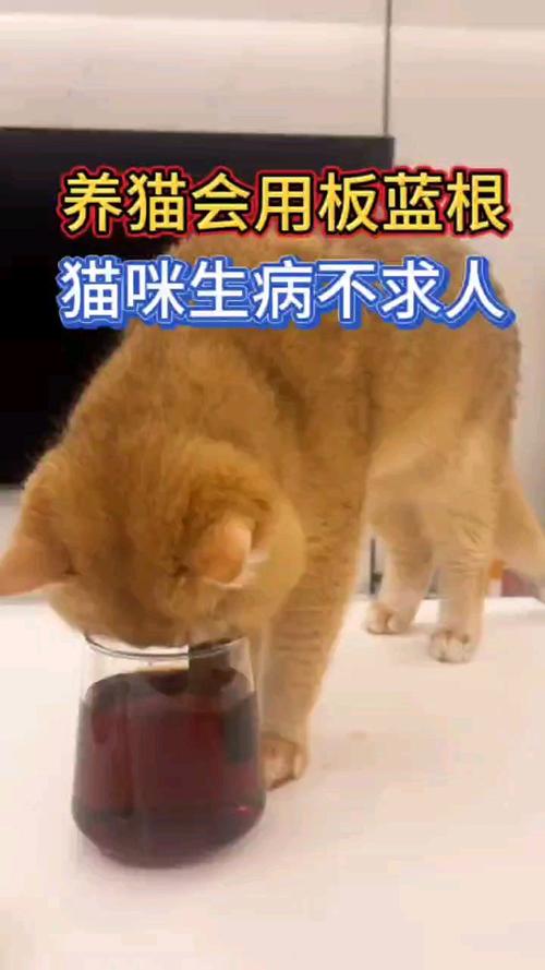 猫咪能喝板蓝根吗_猫咪能喝板蓝根吗一天几次-第3张图片-后鲨宠物 猫咪能喝板蓝根吗_猫咪能喝板蓝根吗一天几次-第3张图片-后鲨宠物