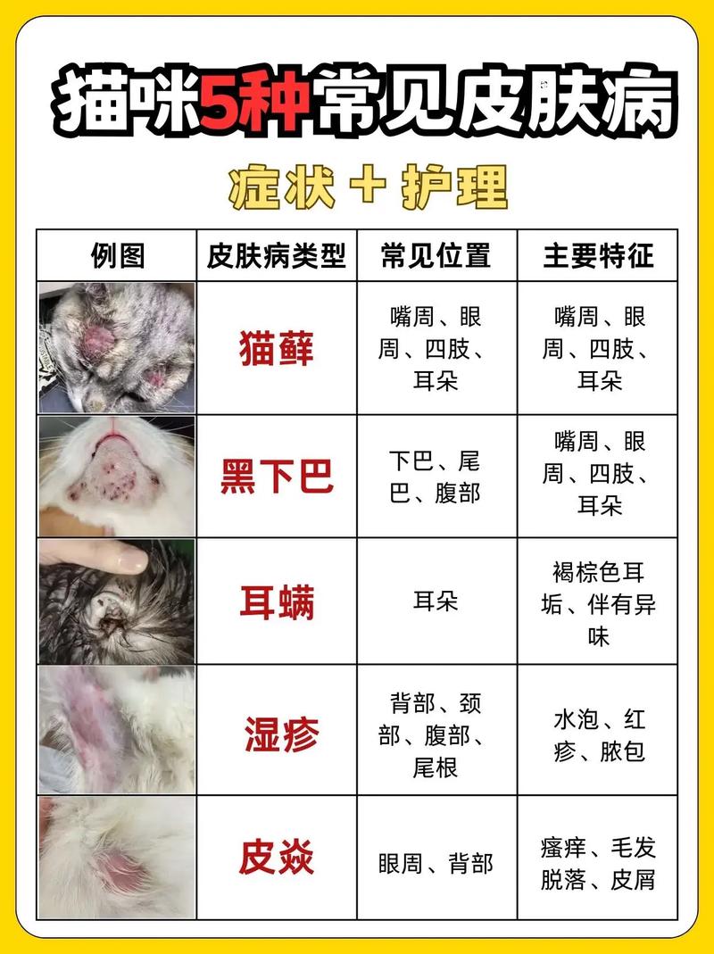 猫咪皮肤病症状_猫咪皮肤病症状有哪些-第5张图片-后鲨宠物 猫咪皮肤病症状_猫咪皮肤病症状有哪些-第5张图片-后鲨宠物