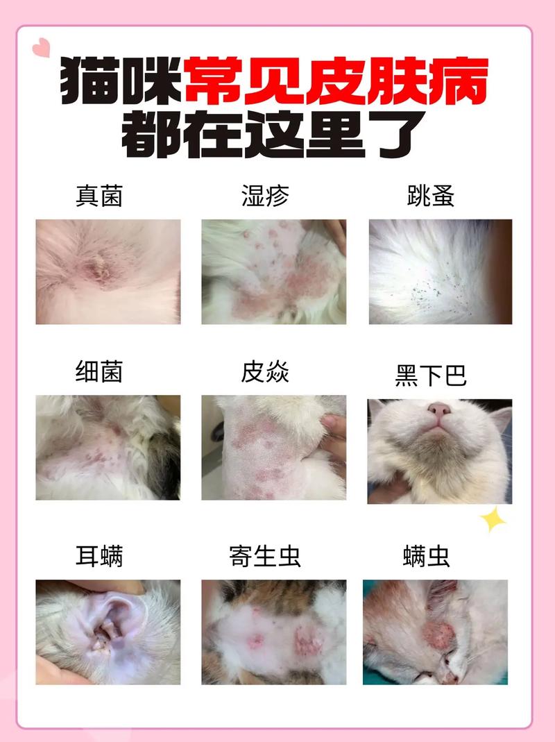 猫咪皮肤病症状_猫咪皮肤病症状有哪些-第6张图片-后鲨宠物 猫咪皮肤病症状_猫咪皮肤病症状有哪些-第6张图片-后鲨宠物