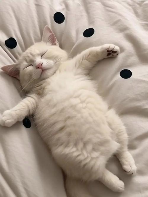 猫咪生病时的睡姿,猫咪生病的睡觉姿势-第1张图片-后鲨宠物 猫咪生病时的睡姿,猫咪生病的睡觉姿势-第1张图片-后鲨宠物