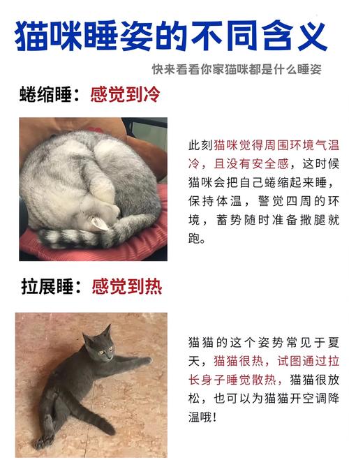 猫咪生病时的睡姿,猫咪生病的睡觉姿势-第2张图片-后鲨宠物 猫咪生病时的睡姿,猫咪生病的睡觉姿势-第2张图片-后鲨宠物