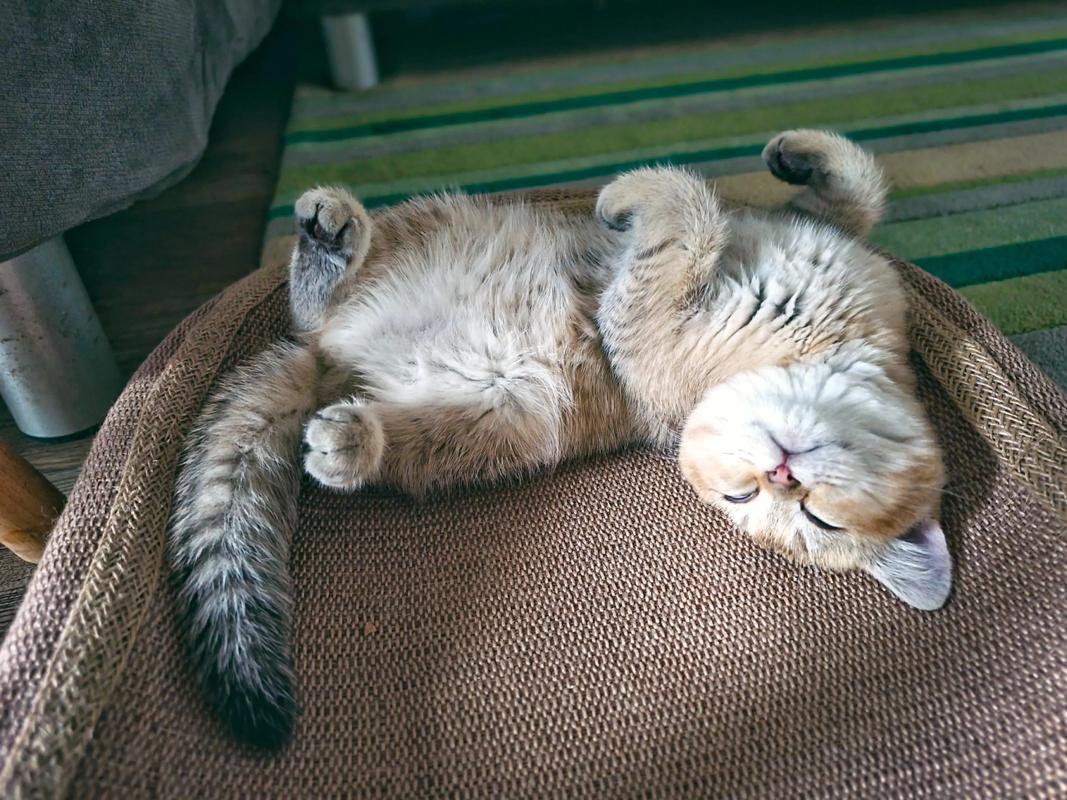 猫咪生病时的睡姿,猫咪生病的睡觉姿势-第3张图片-后鲨宠物 猫咪生病时的睡姿,猫咪生病的睡觉姿势-第3张图片-后鲨宠物