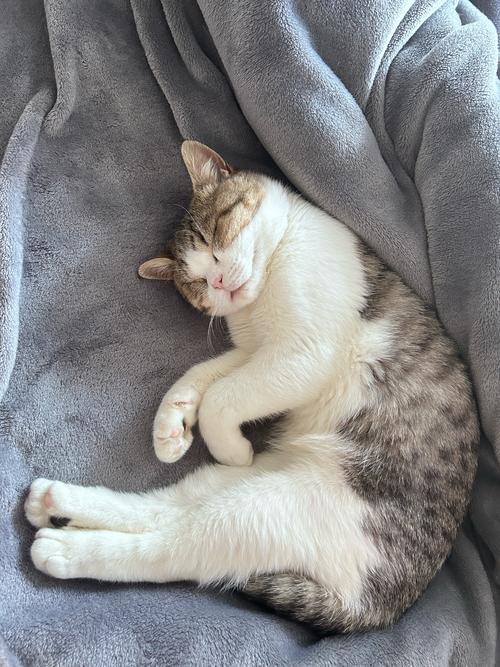 猫咪生病时的睡姿,猫咪生病的睡觉姿势-第5张图片-后鲨宠物 猫咪生病时的睡姿,猫咪生病的睡觉姿势-第5张图片-后鲨宠物