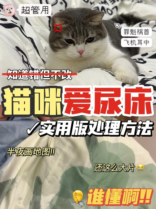 猫咪在被子上尿怎么办,猫在被子上尿了怎么嗮没用咋办?-第1张图片-后鲨宠物 猫咪在被子上尿怎么办,猫在被子上尿了怎么嗮没用咋办?-第1张图片-后鲨宠物