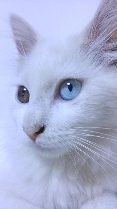 蓝色眼睛的猫咪，蓝色眼睛的猫咪名字？-第1张图片-后鲨宠物