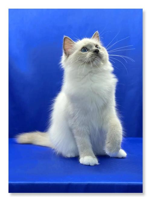蓝色眼睛的猫咪，蓝色眼睛的猫咪名字？-第4张图片-后鲨宠物