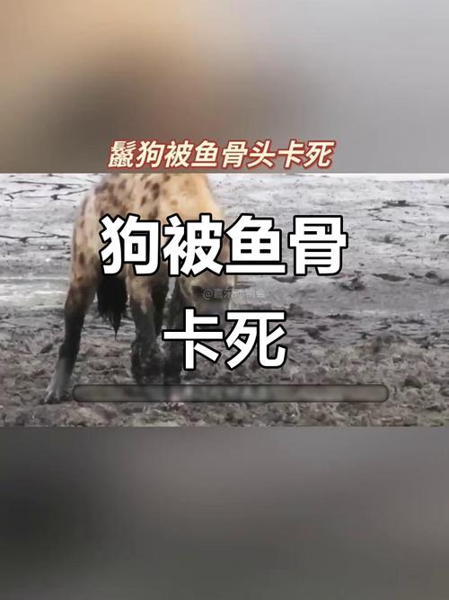 狗狗可以吃鱼骨头吗,狗子能不能吃鱼骨头?-第5张图片-后鲨宠物 狗狗可以吃鱼骨头吗,狗子能不能吃鱼骨头?-第5张图片-后鲨宠物