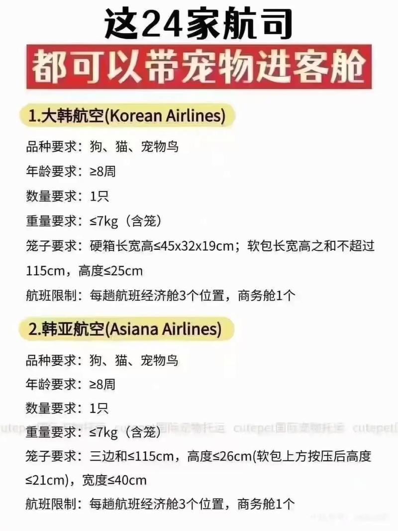 飞机能带猫咪吗,飞机上可以带猫咪么-第1张图片-后鲨宠物 飞机能带猫咪吗,飞机上可以带猫咪么-第1张图片-后鲨宠物