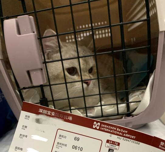 飞机能带猫咪吗,飞机上可以带猫咪么-第3张图片-后鲨宠物 飞机能带猫咪吗,飞机上可以带猫咪么-第3张图片-后鲨宠物