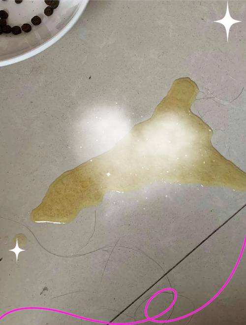 猫咪吃了猫草吐黄水,猫咪吃了猫草吐黄水正常吗-第4张图片-后鲨宠物 猫咪吃了猫草吐黄水,猫咪吃了猫草吐黄水正常吗-第4张图片-后鲨宠物