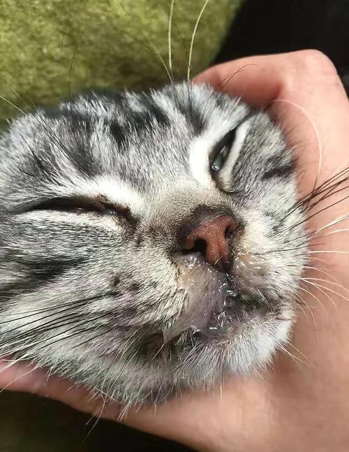 猫咪感冒会死吗,猫感冒会死不-第1张图片-后鲨宠物 猫咪感冒会死吗,猫感冒会死不-第1张图片-后鲨宠物