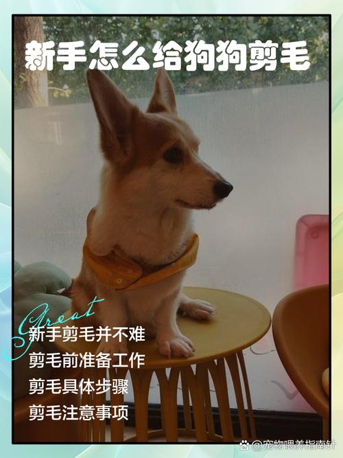  狗狗剪毛咬人怎么办，给狗剪毛咬主人