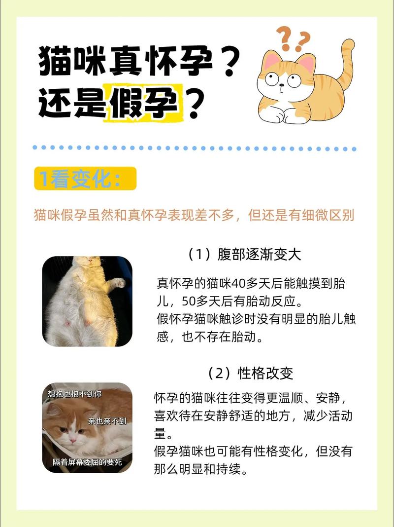 猫咪假孕和真孕区别,猫咪怀孕最明显睡姿?-第1张图片-后鲨宠物 猫咪假孕和真孕区别,猫咪怀孕最明显睡姿?-第1张图片-后鲨宠物