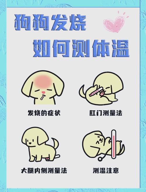 狗狗高烧不退怎么办,狗狗高烧不退不是犬瘟-第2张图片-后鲨宠物 狗狗高烧不退怎么办,狗狗高烧不退不是犬瘟-第2张图片-后鲨宠物