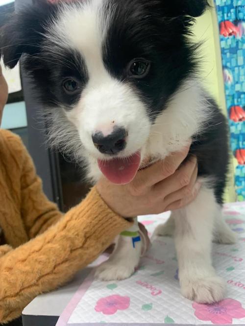 狗狗高烧不退怎么办,狗狗高烧不退不是犬瘟-第3张图片-后鲨宠物 狗狗高烧不退怎么办,狗狗高烧不退不是犬瘟-第3张图片-后鲨宠物