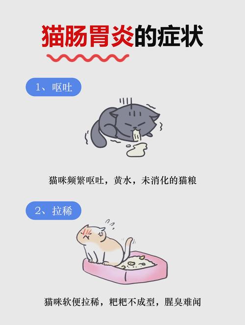 猫咪肠炎症状表现,猫咪肠炎症状表现有哪些-第3张图片-后鲨宠物 猫咪肠炎症状表现,猫咪肠炎症状表现有哪些-第3张图片-后鲨宠物