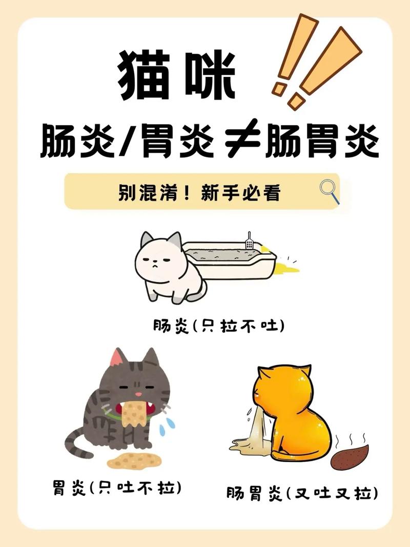 猫咪肠炎症状表现,猫咪肠炎症状表现有哪些-第4张图片-后鲨宠物 猫咪肠炎症状表现,猫咪肠炎症状表现有哪些-第4张图片-后鲨宠物