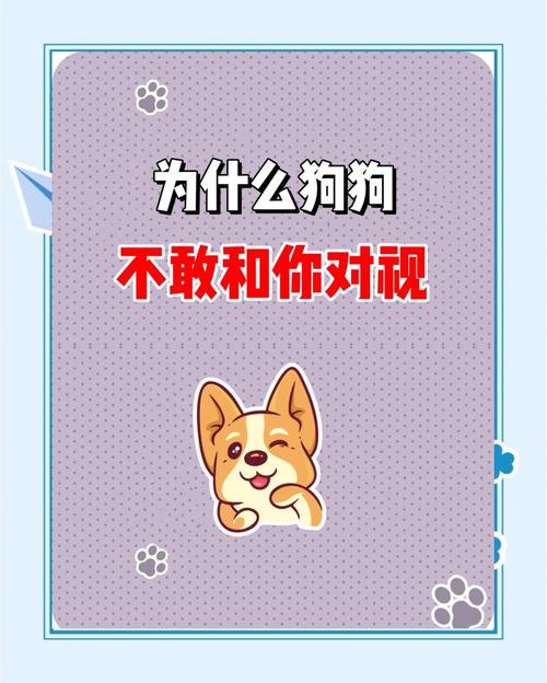 为什么不能和狗狗对视，为什么跟狗不能太亲密？