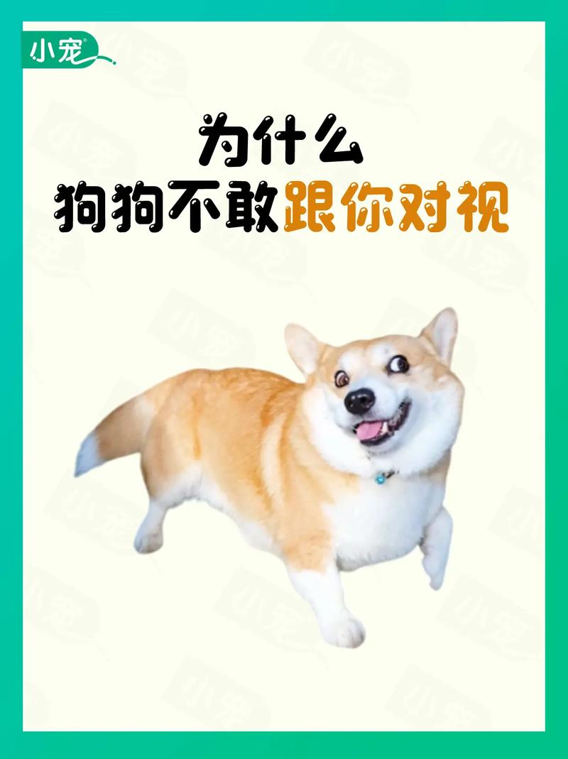 为什么不能和狗狗对视,为什么跟狗不能太亲密?-第4张图片-后鲨宠物 为什么不能和狗狗对视,为什么跟狗不能太亲密?-第4张图片-后鲨宠物