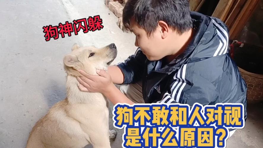 为什么不能和狗狗对视,为什么跟狗不能太亲密?-第5张图片-后鲨宠物 为什么不能和狗狗对视,为什么跟狗不能太亲密?-第5张图片-后鲨宠物
