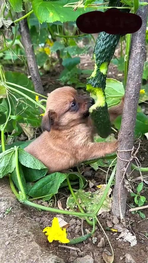 狗狗吃黄瓜的好处_狗狗吃黄瓜的好处和坏处-第3张图片-后鲨宠物 狗狗吃黄瓜的好处_狗狗吃黄瓜的好处和坏处-第3张图片-后鲨宠物