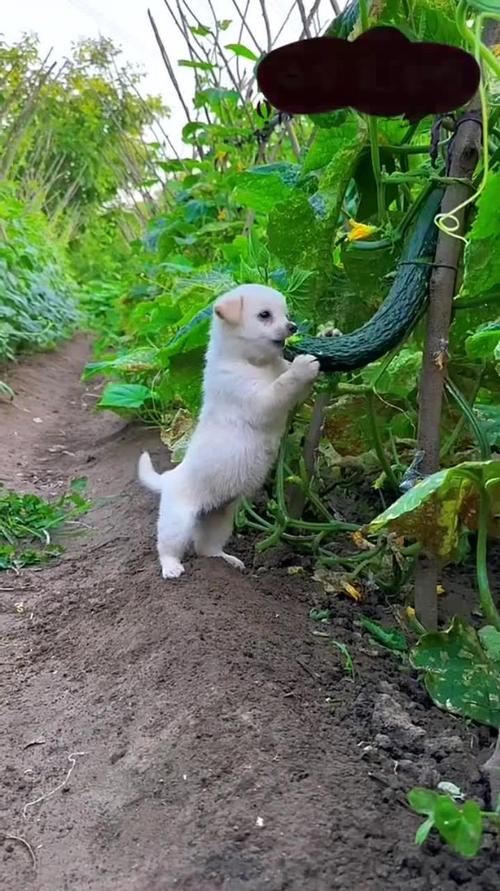 狗狗吃黄瓜的好处_狗狗吃黄瓜的好处和坏处-第6张图片-后鲨宠物 狗狗吃黄瓜的好处_狗狗吃黄瓜的好处和坏处-第6张图片-后鲨宠物