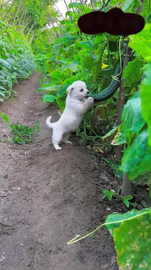 狗狗吃黄瓜的好处_狗狗吃黄瓜的好处和坏处-第5张图片-后鲨宠物 狗狗吃黄瓜的好处_狗狗吃黄瓜的好处和坏处-第5张图片-后鲨宠物