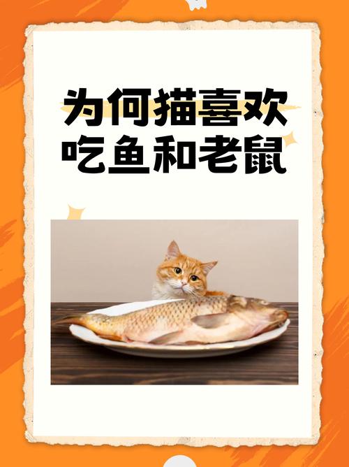 猫咪可以吃羊肉吗_猫能不能吃羊肉-第2张图片-后鲨宠物 猫咪可以吃羊肉吗_猫能不能吃羊肉-第2张图片-后鲨宠物