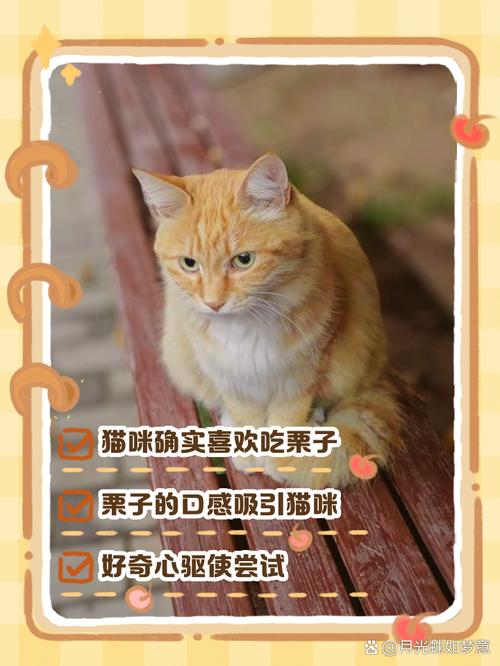 猫咪能吃板栗吗,猫咪能吃板栗子吗?-第1张图片-后鲨宠物 猫咪能吃板栗吗,猫咪能吃板栗子吗?-第1张图片-后鲨宠物