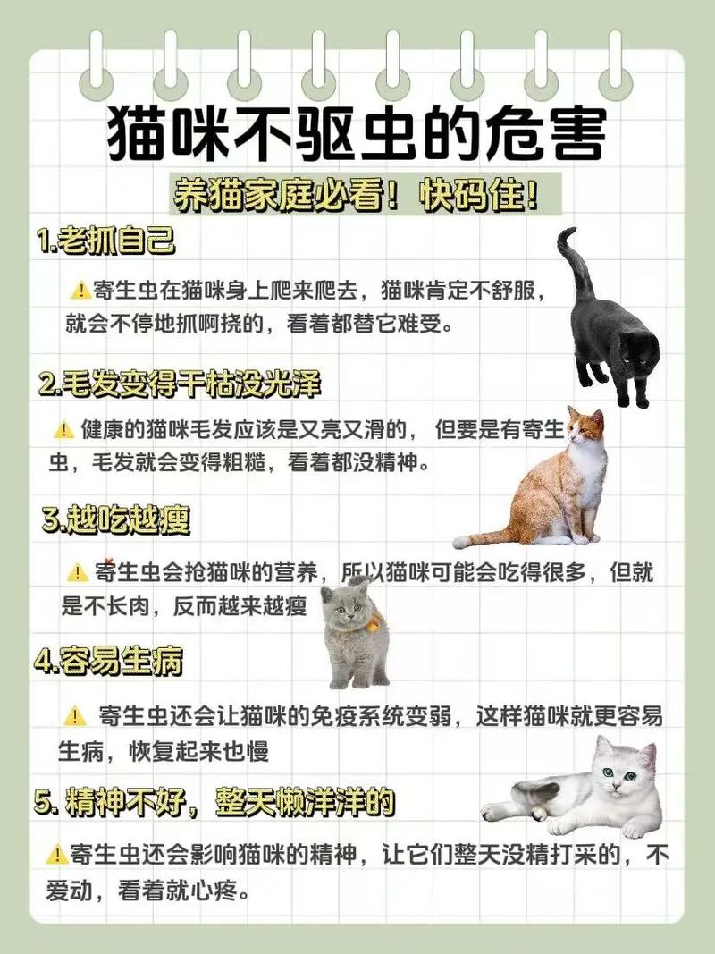 猫咪体内驱虫注意事项,猫咪体内驱虫效果?-第3张图片-后鲨宠物 猫咪体内驱虫注意事项,猫咪体内驱虫效果?-第3张图片-后鲨宠物
