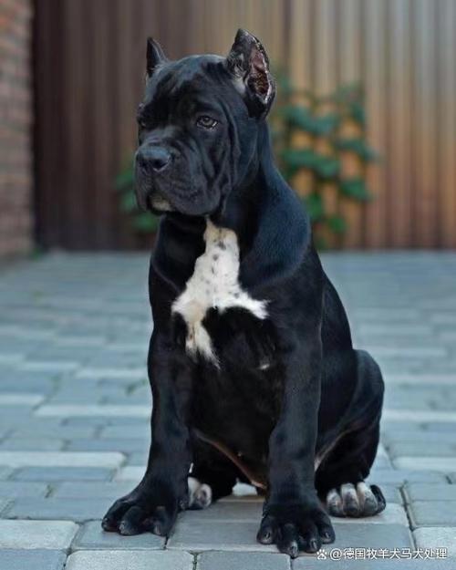 狗狗能喝茶叶水吗_狗狗可以喝茶水吗?