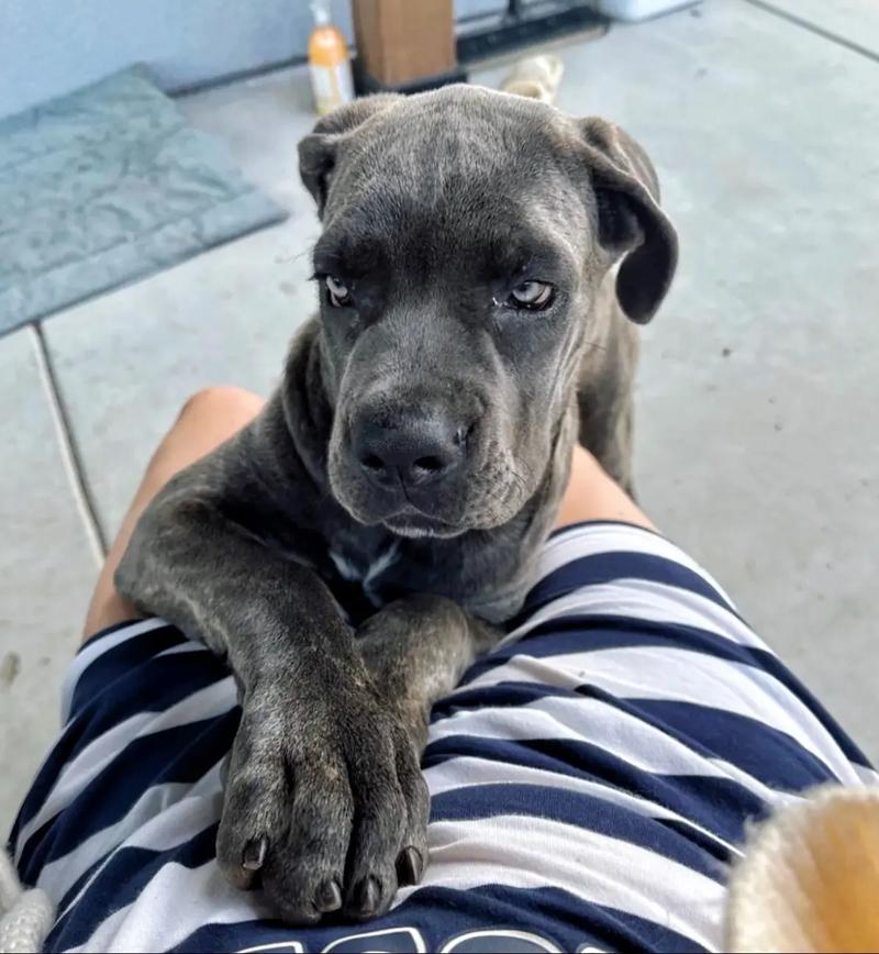 狗狗能喝茶叶水吗_狗狗可以喝茶水吗?-第5张图片-后鲨宠物 狗狗能喝茶叶水吗_狗狗可以喝茶水吗?-第5张图片-后鲨宠物